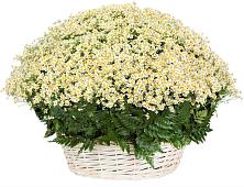 Цветочная композиция из Ромашки в корзине #REPLACE_PRED# Бородино